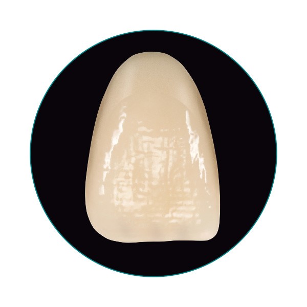 VITA VIONIC VIGO tooth in frontal view